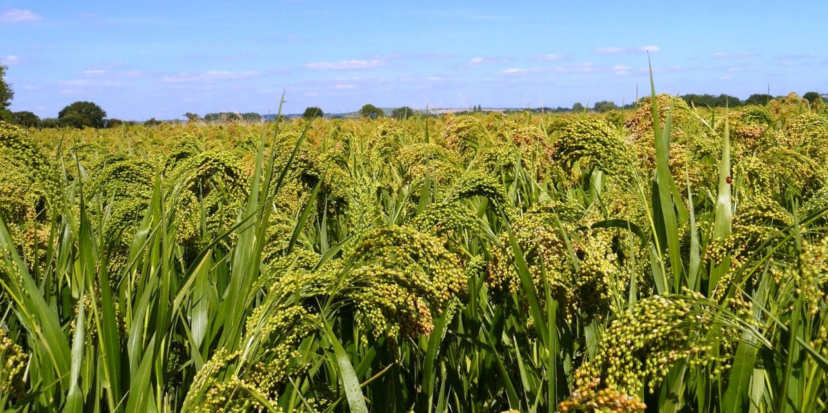 Просо сорнополевое