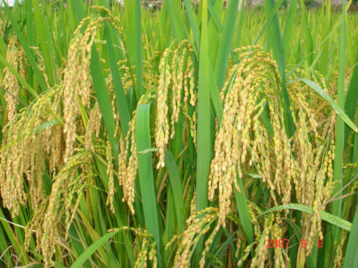 Просо в сельском хозяйстве