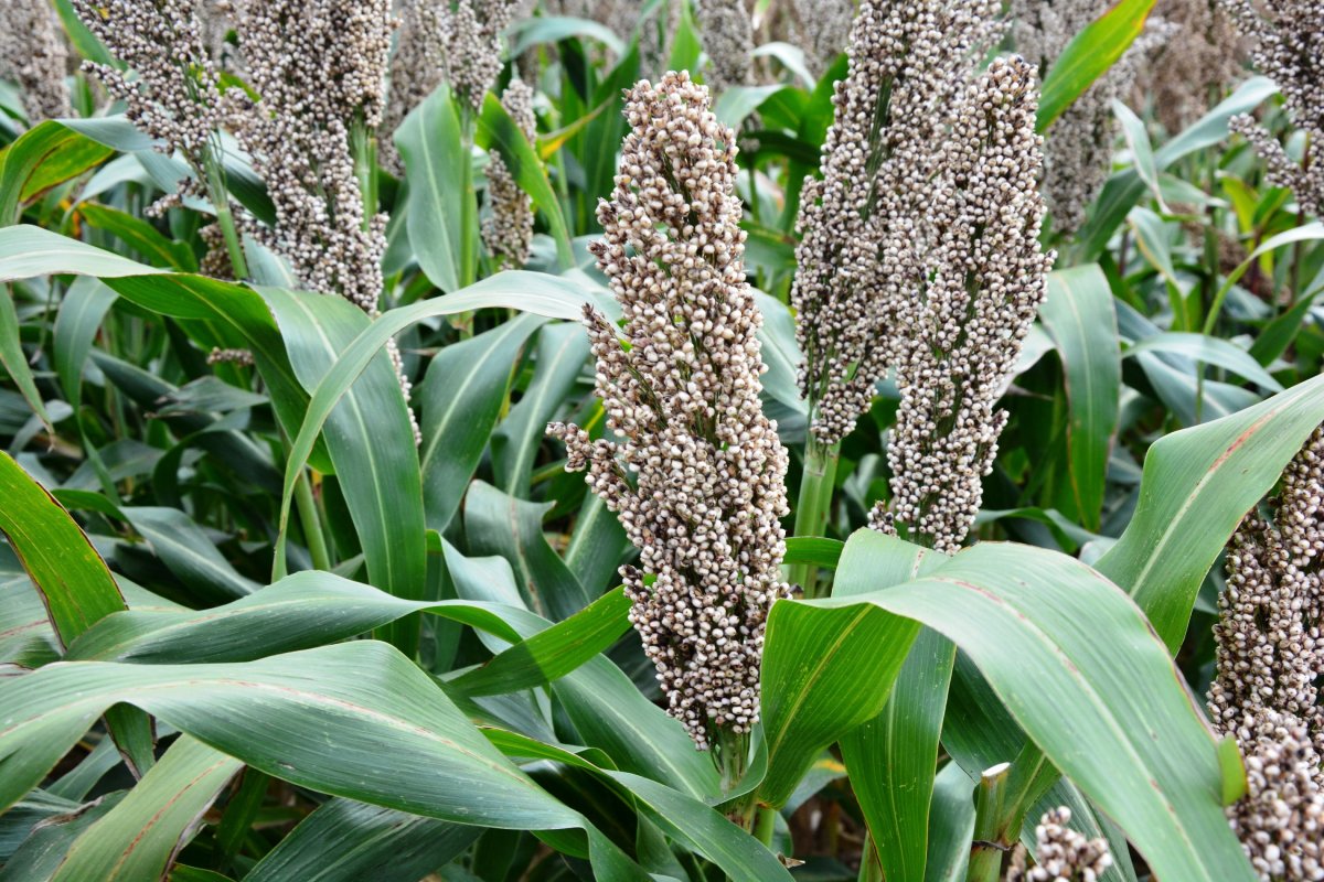 Гаолян сорго