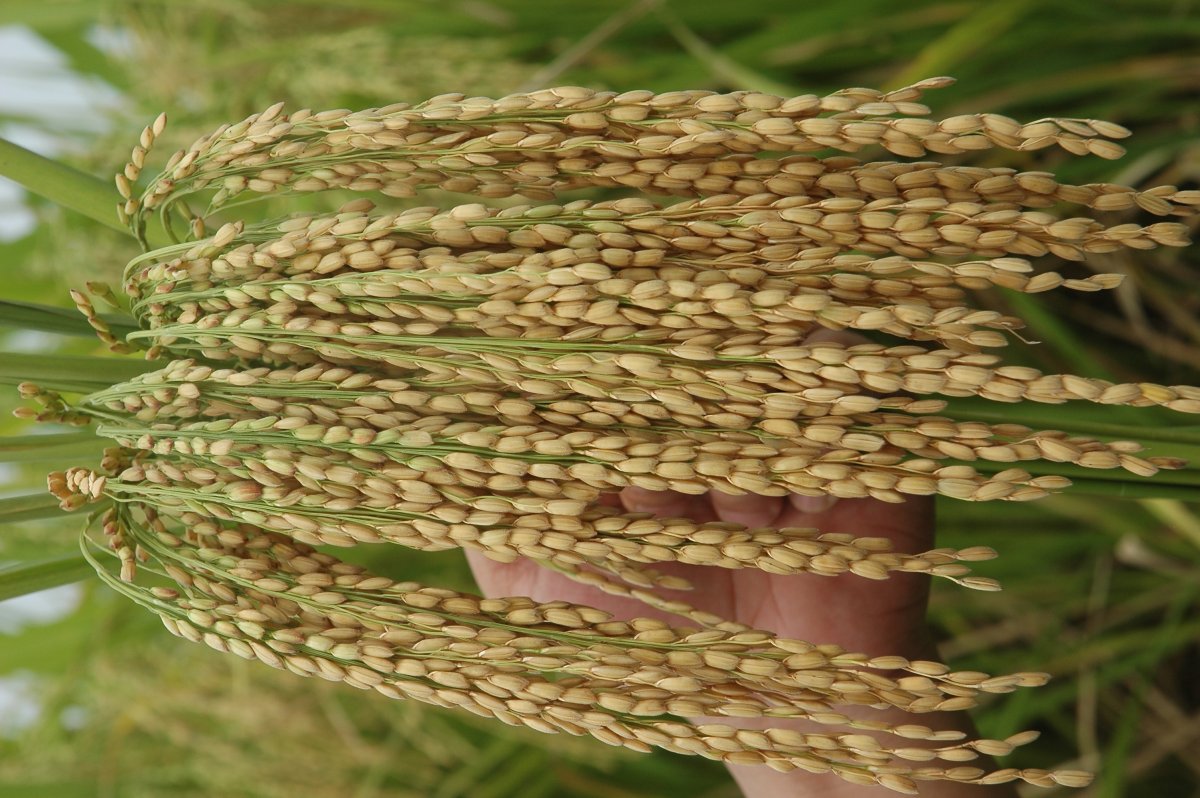 Рис растение