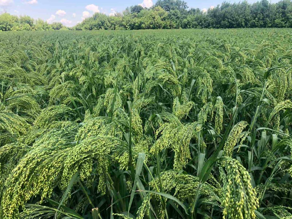 Просо сорнополевое