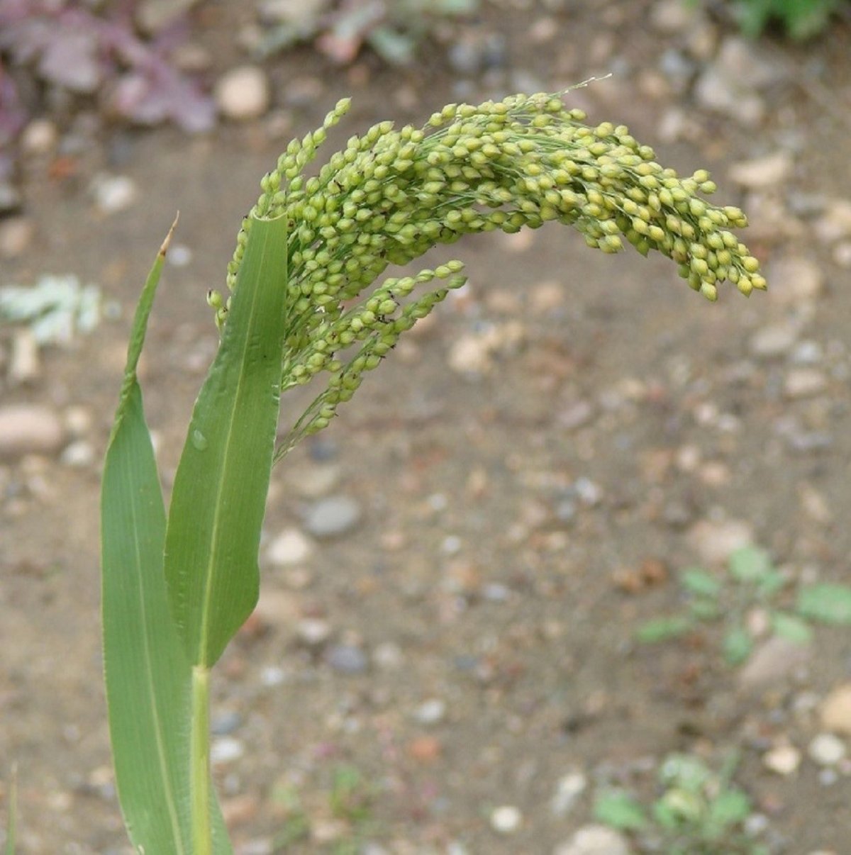 Чумиза растение