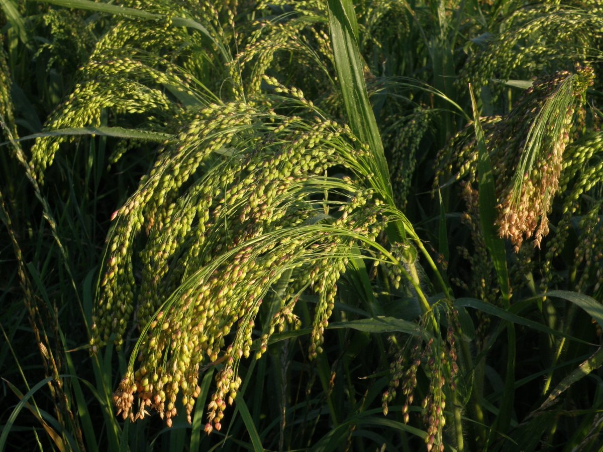 Просо сорнополевое