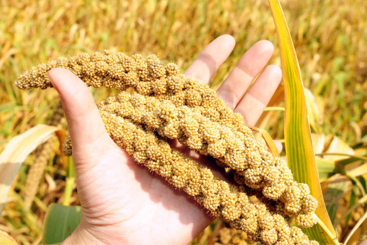 Чумиза (головчатое просо);