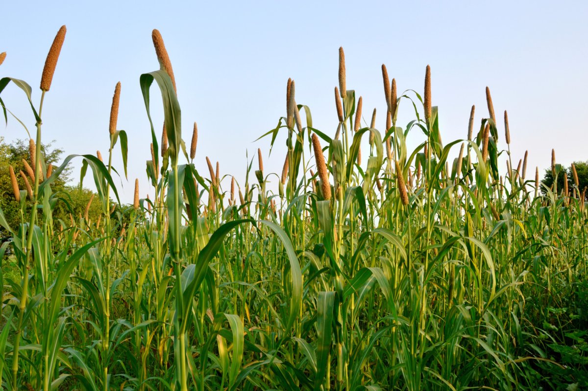 Африканское просо согур