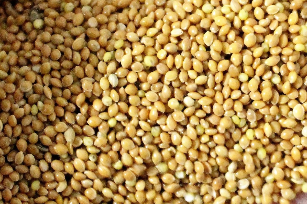 Просо кормовое