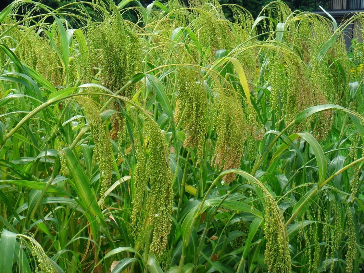 Просо (Panicum miliaceum)