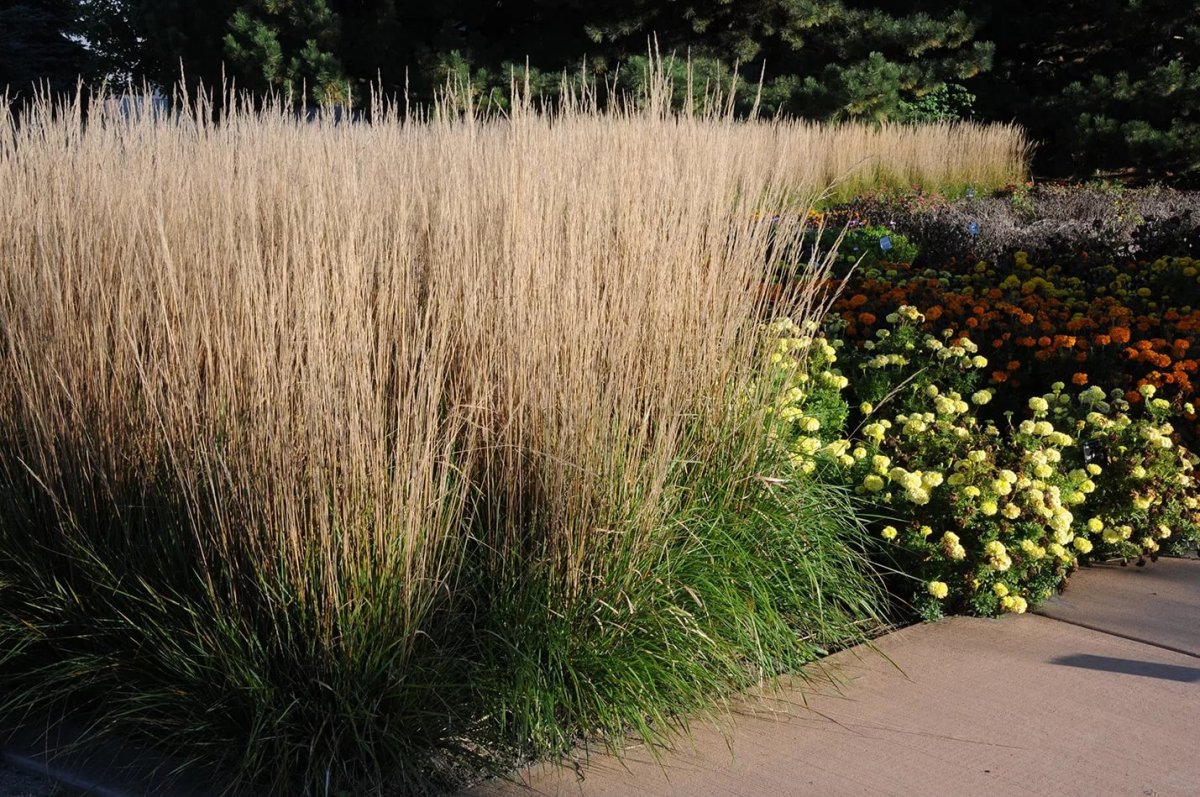 Вейник остроцветковый