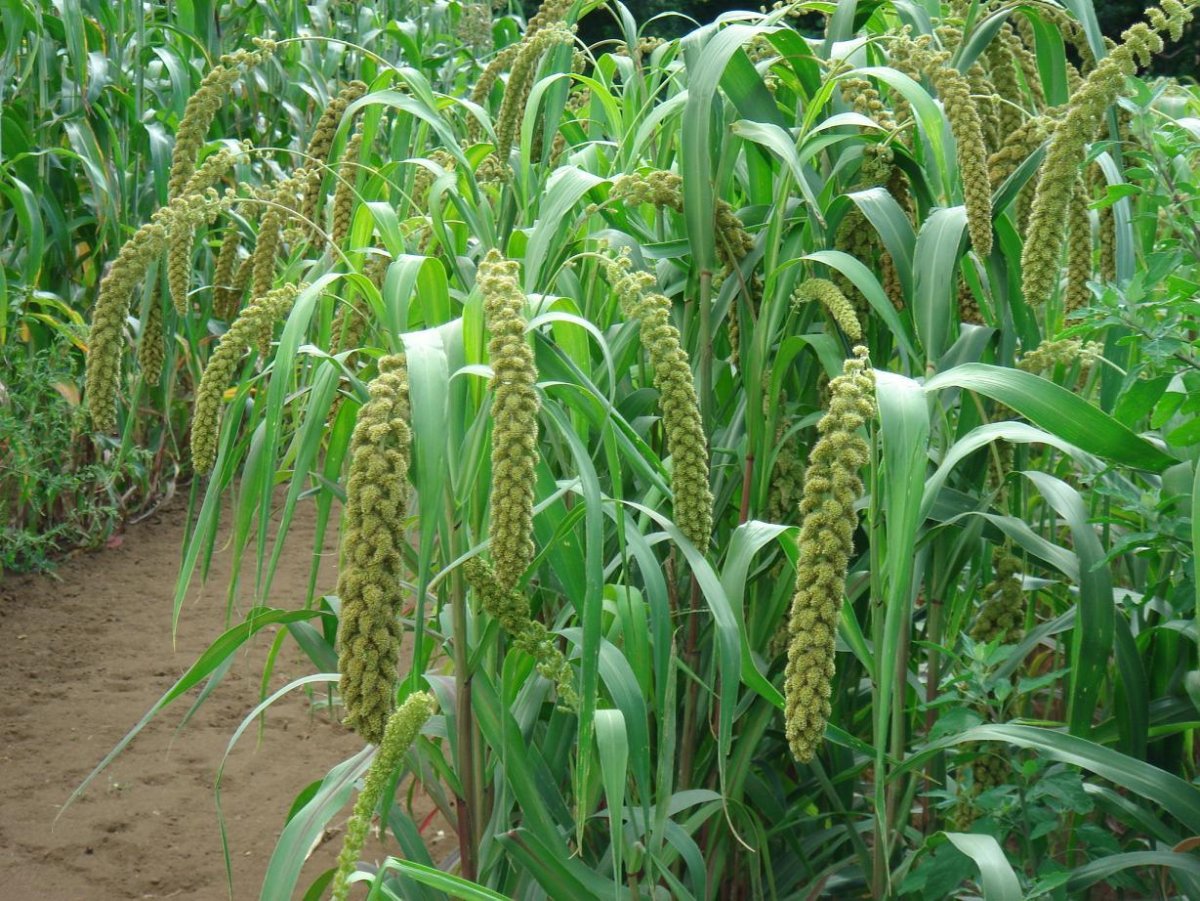 Сетария чумиза