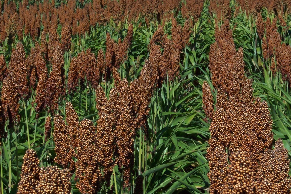 Сорго злаки