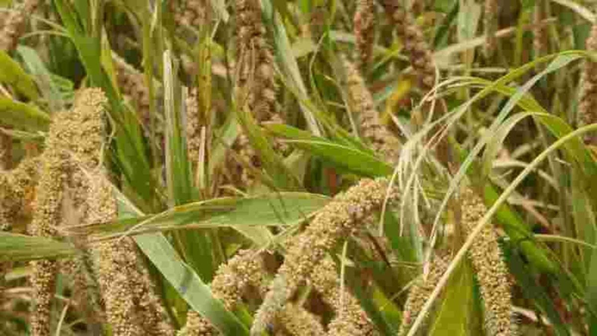 Millet Crops