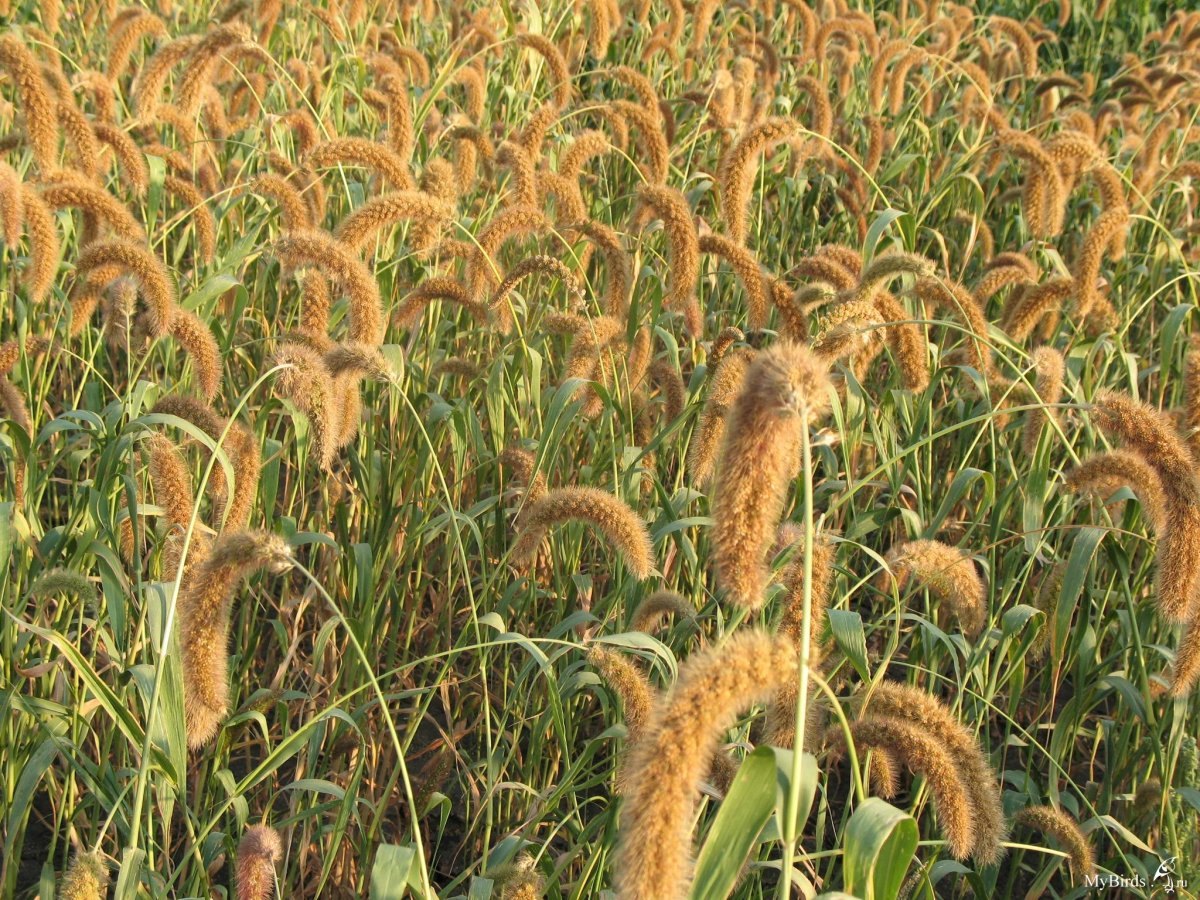 Сетария чумиза