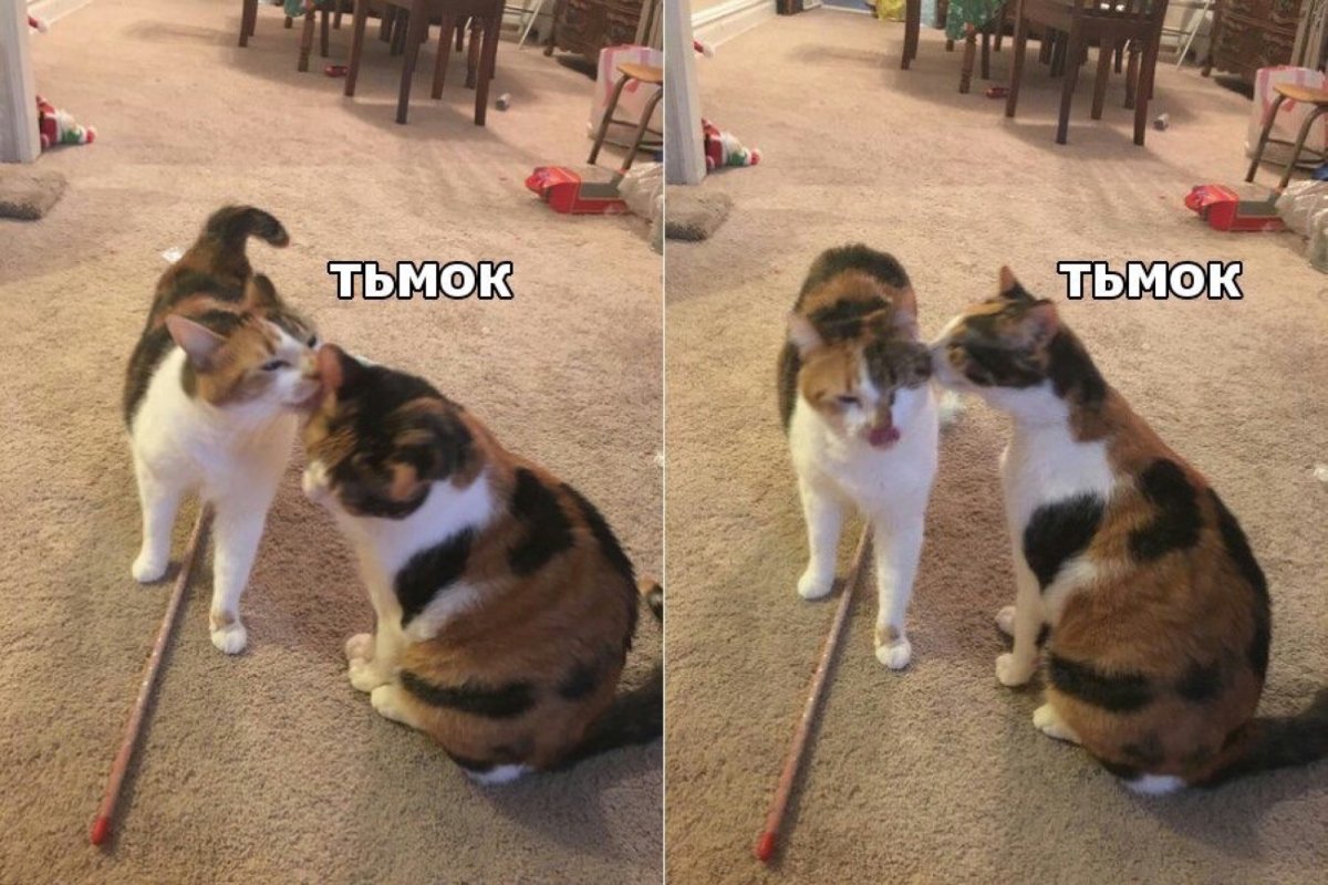 Милые котики тьмок