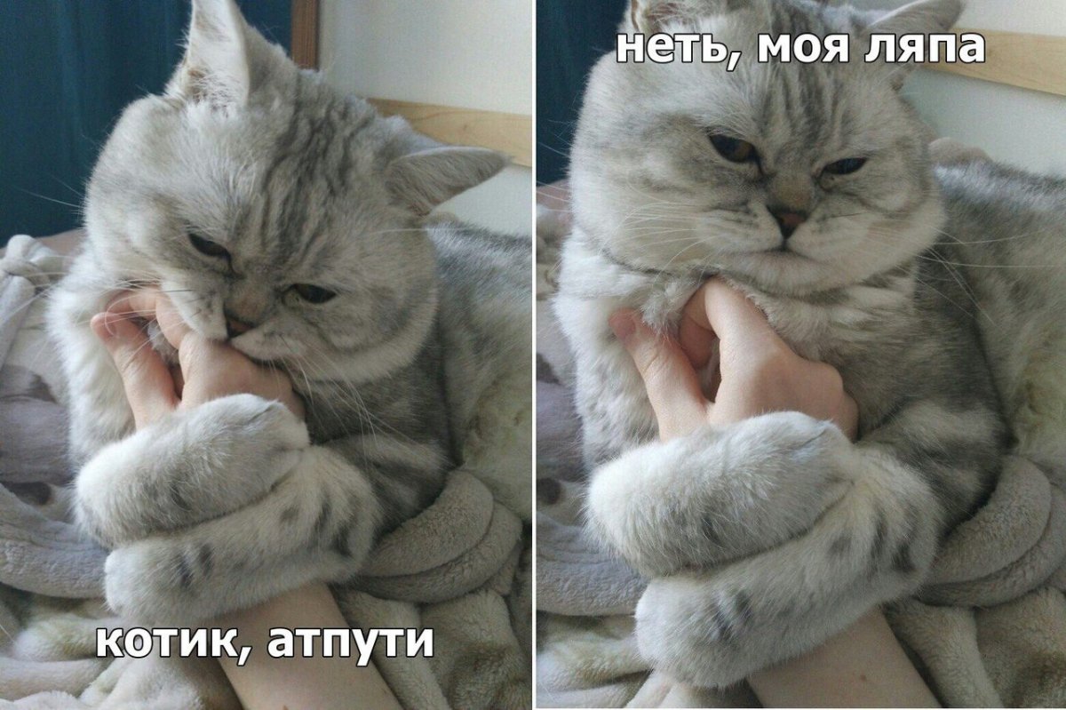 Котик тык
