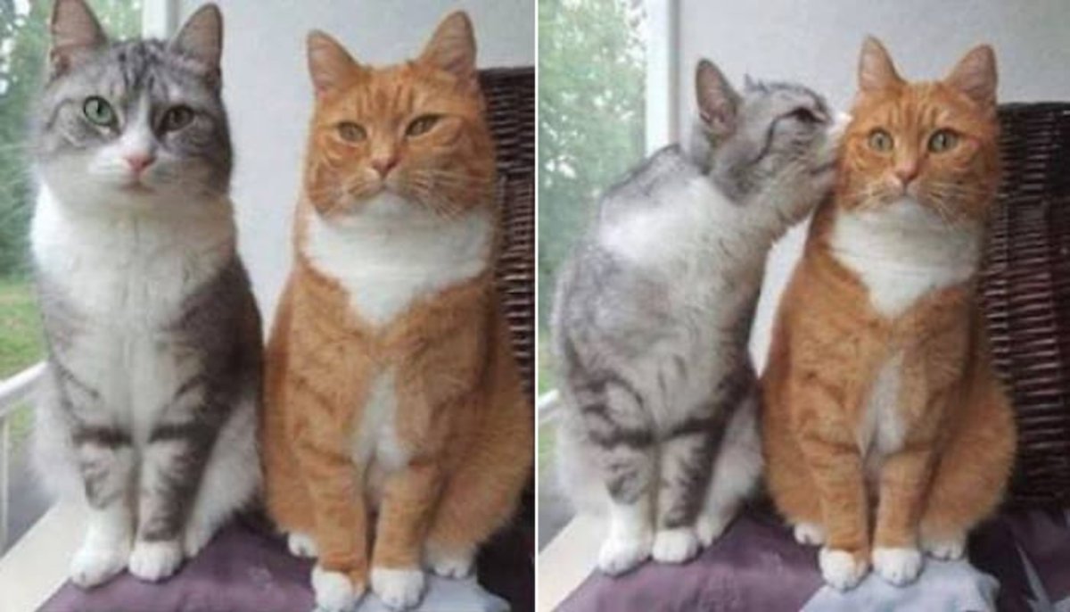 Тьмок в щечку