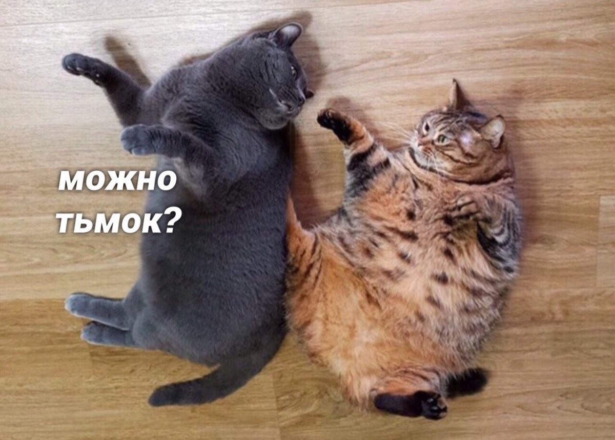 Котята тьмок