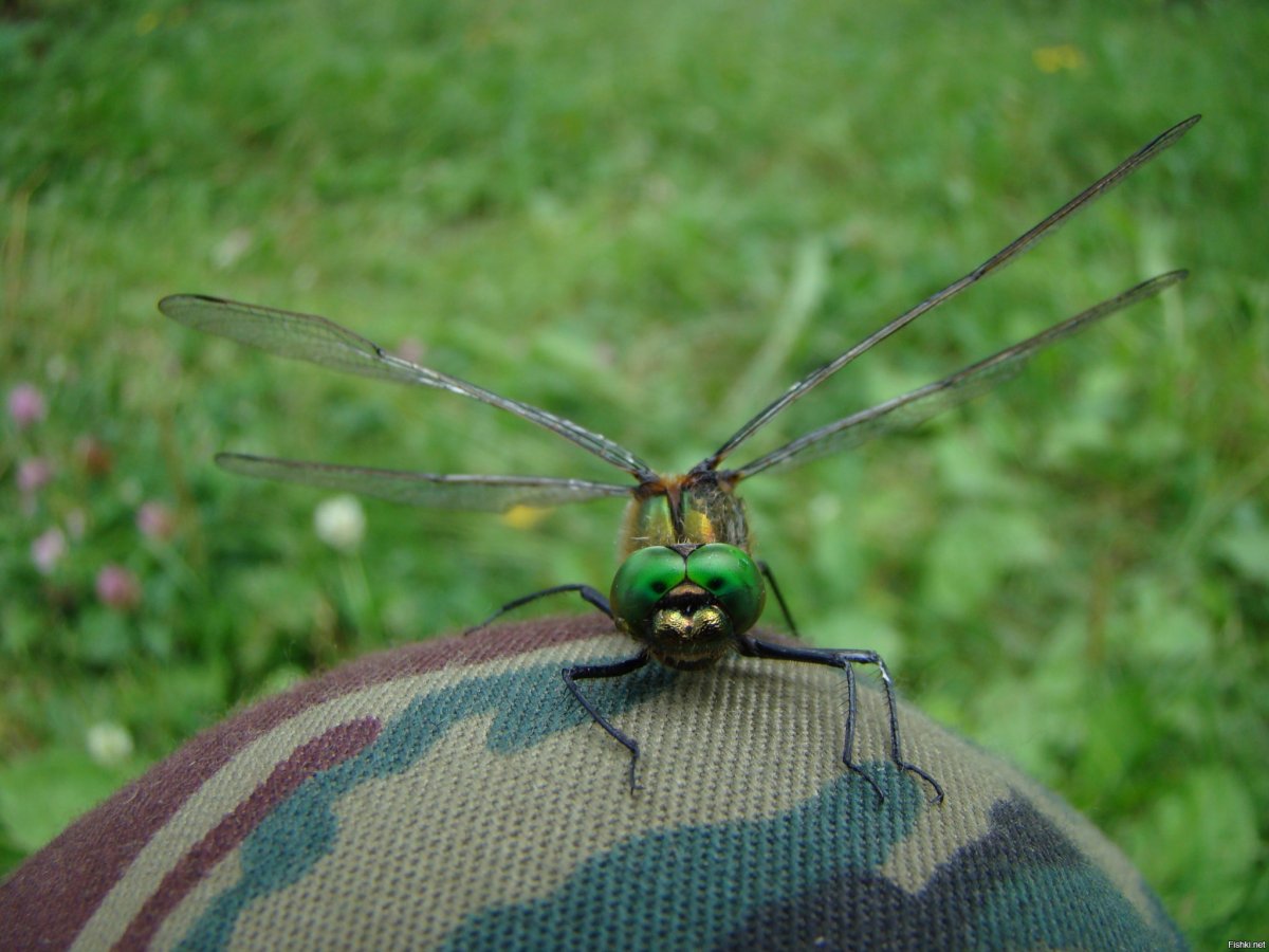 Крылатые насекомые Крыма