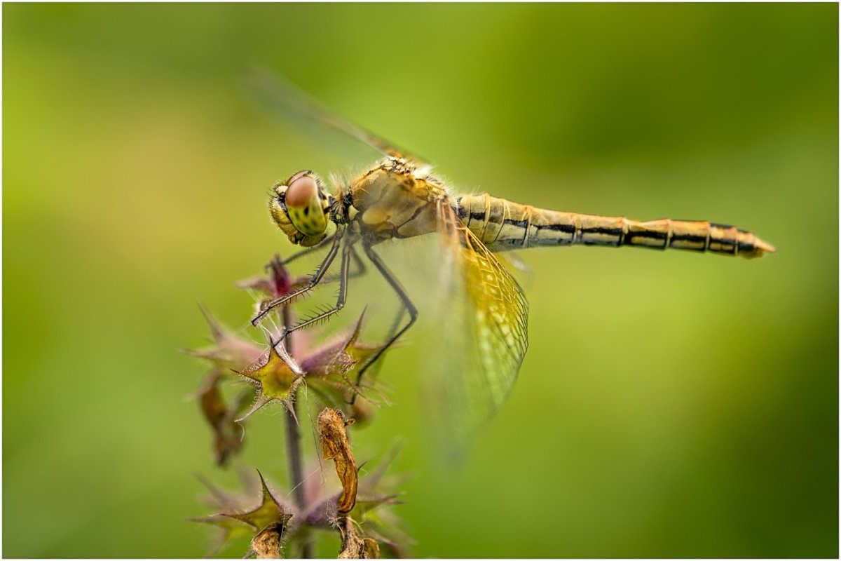 Вертолет Стрекоза фото