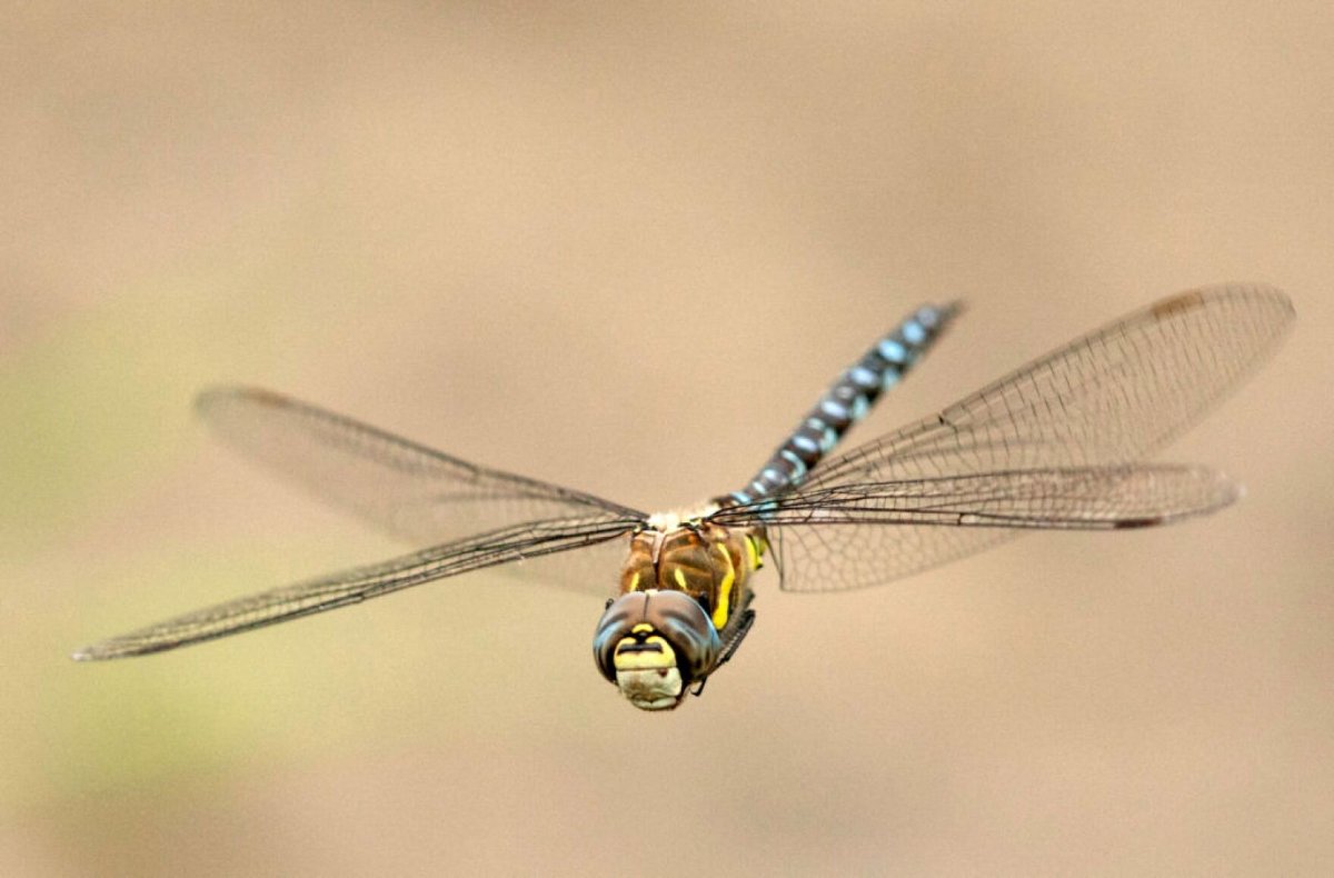 Полет Стрекозы