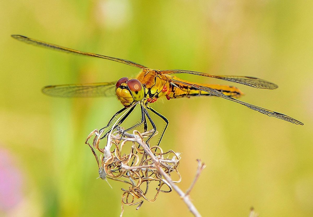 Стрекоза и вертолет Бионика