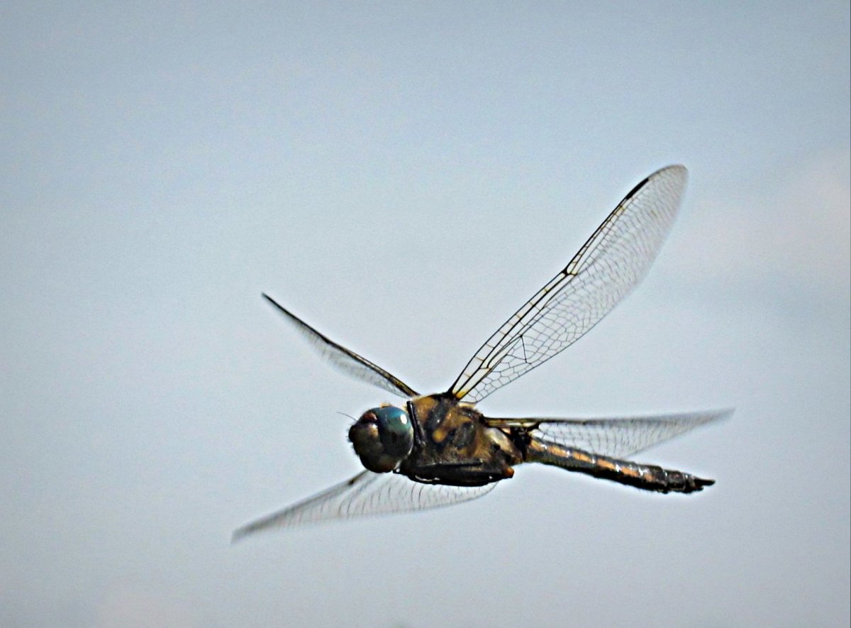 Летающие насекомые