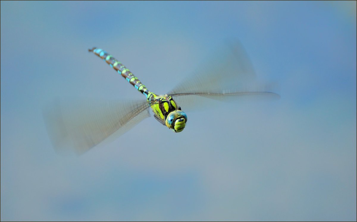 Интересные Стрекозы