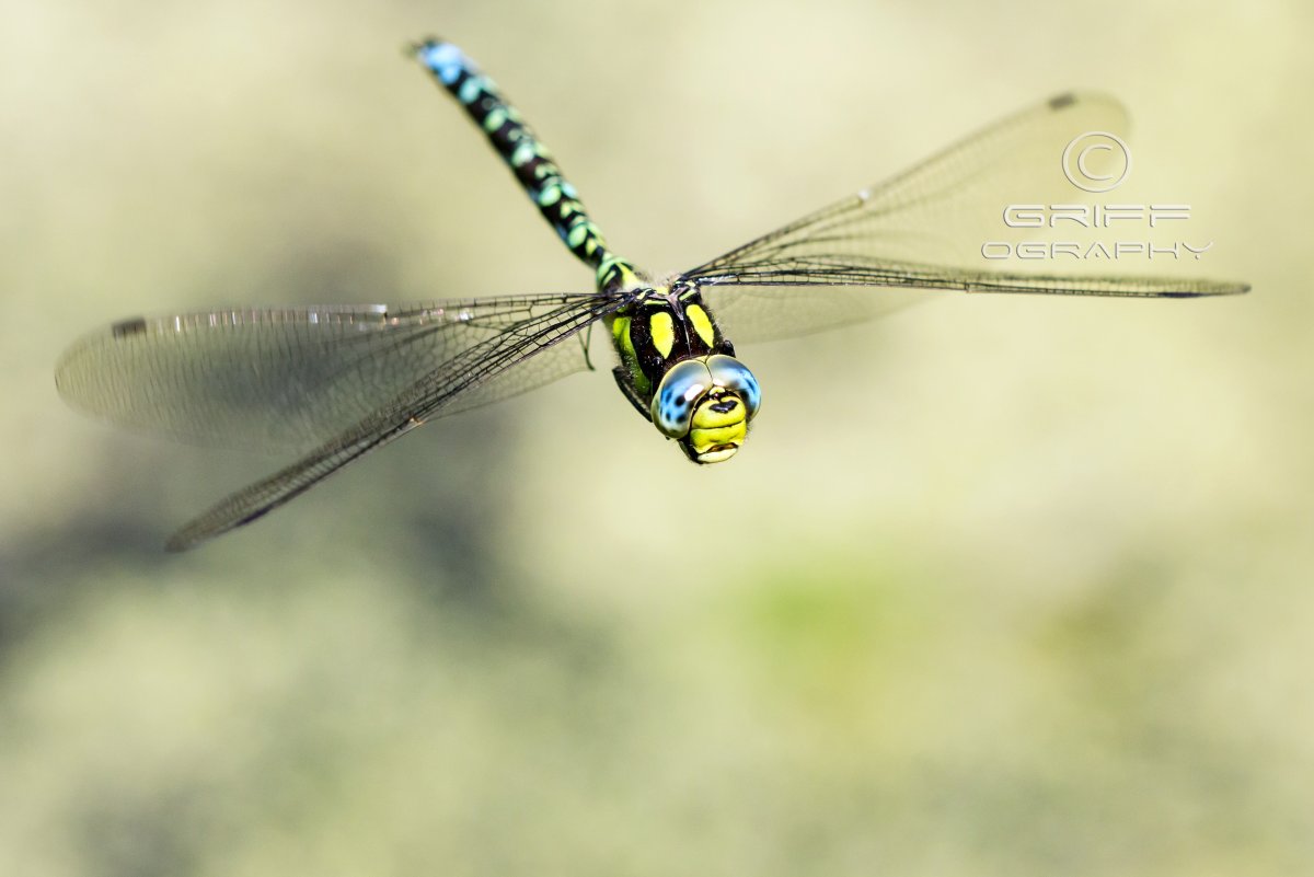 Стрекоза в полете