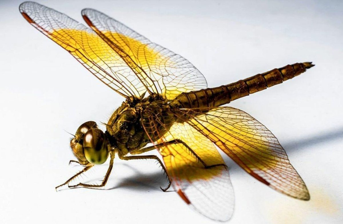 Хвост Стрекозы