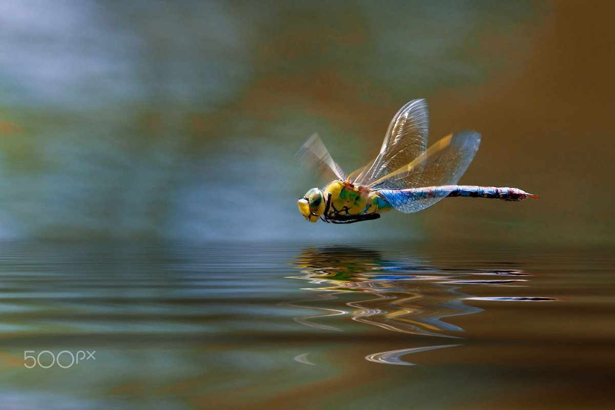 Стрекоза Макросъемка