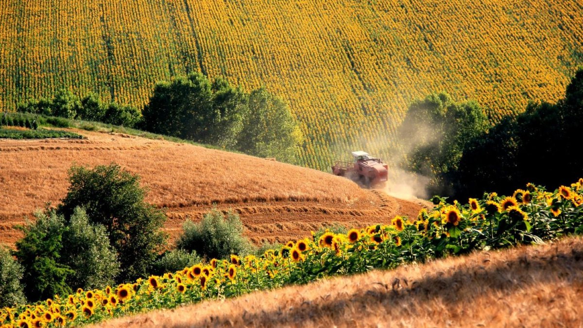 Переславль Залесский поле пшеницы