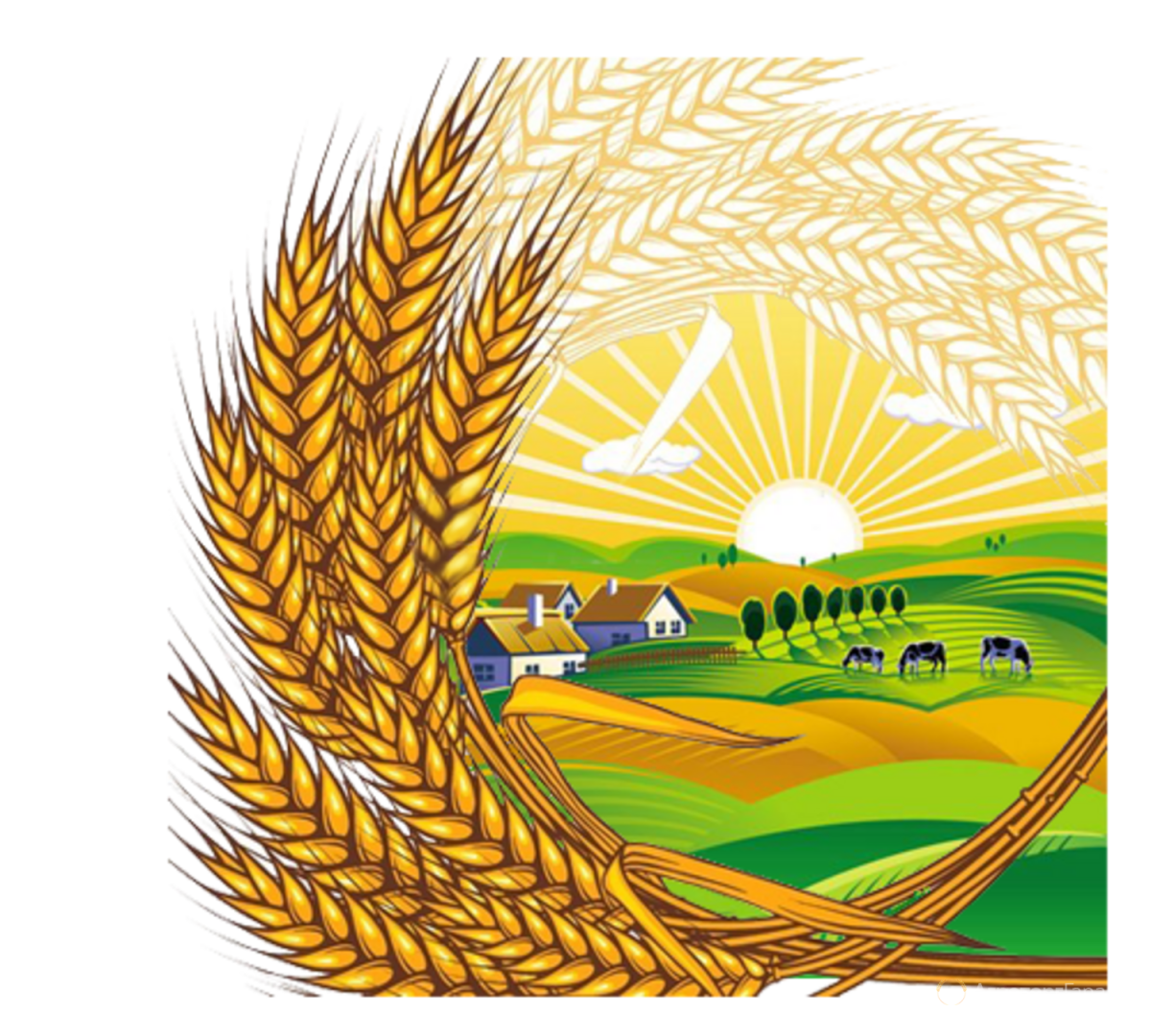 Фон колоски