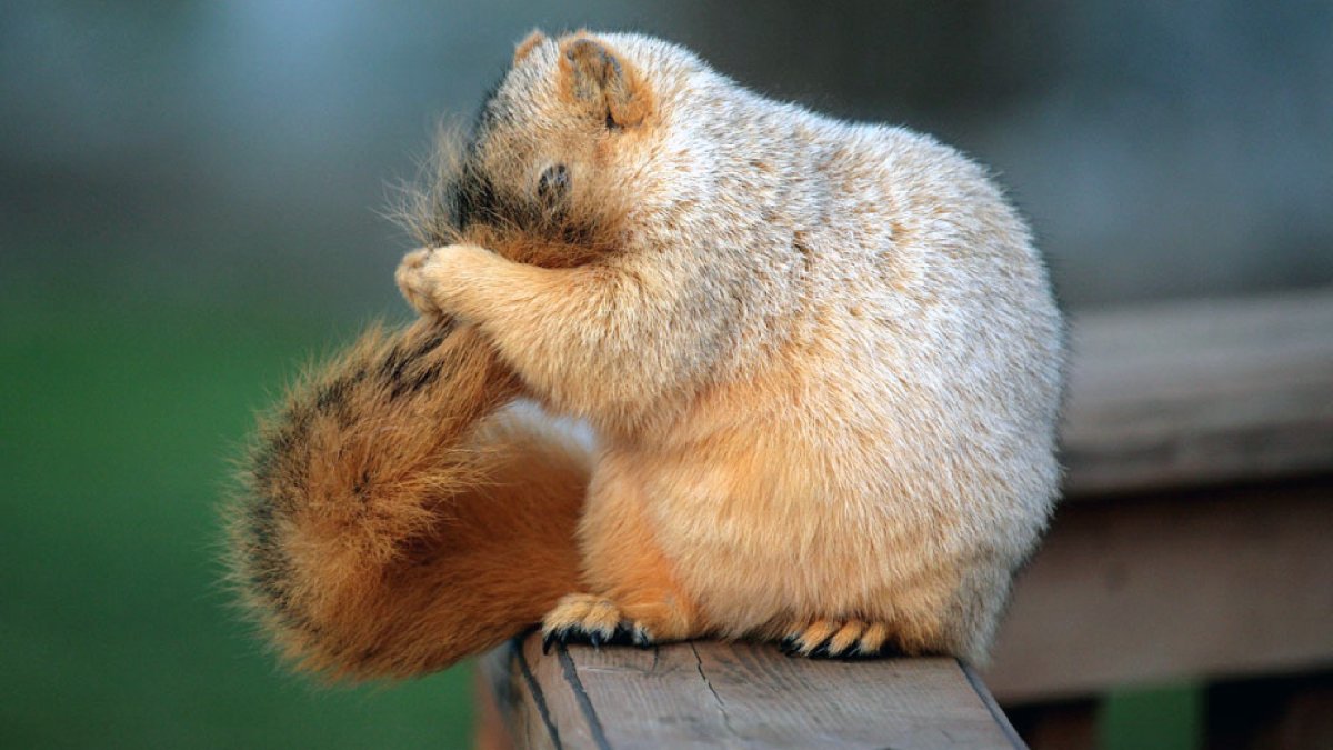 Смущенная белка