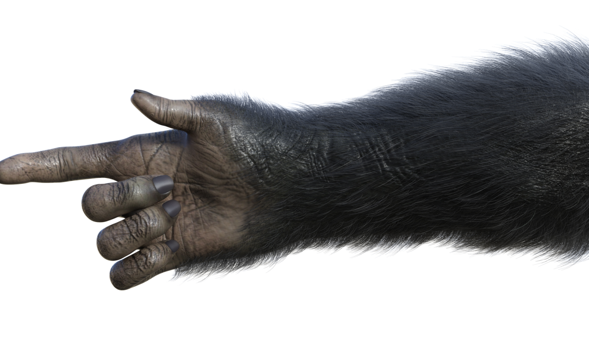 Кисть шимпанзе