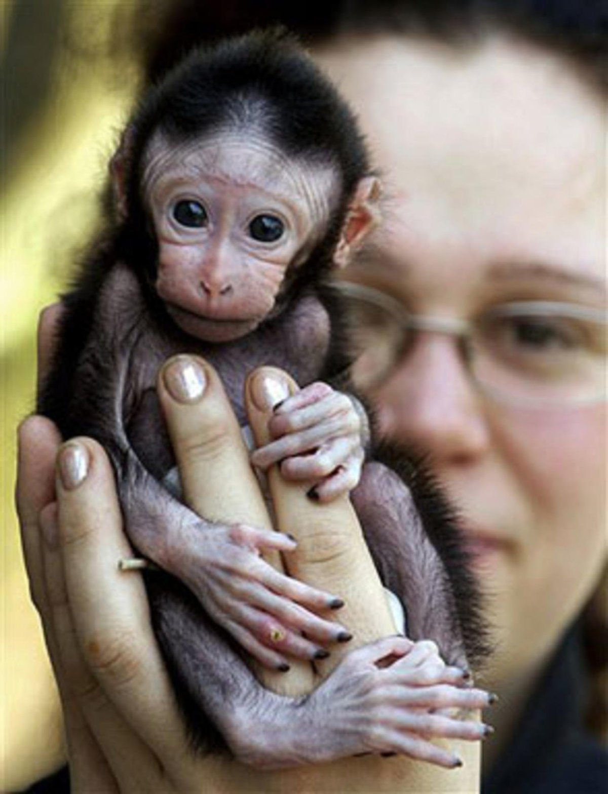 Лапы лемура