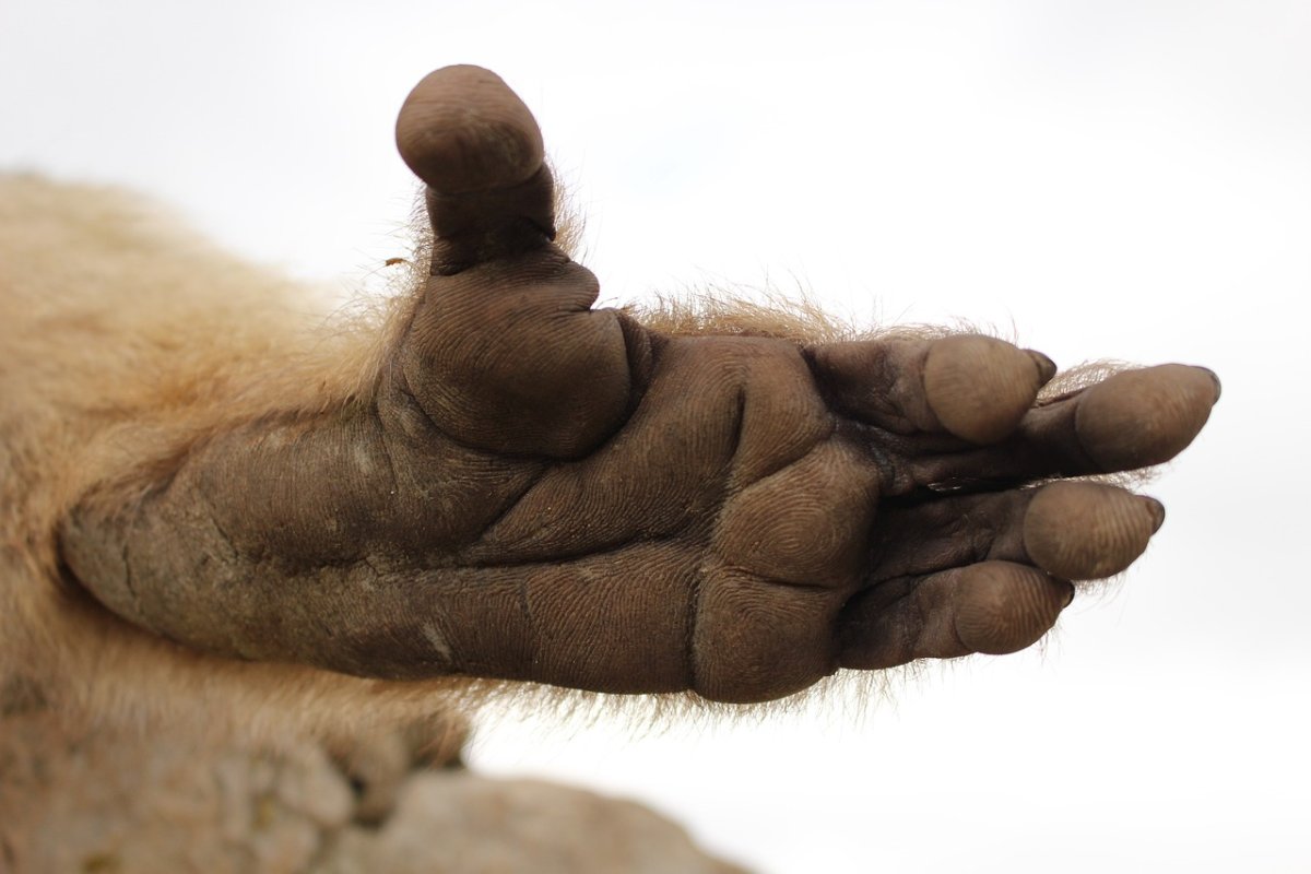 Лапа обезьяны