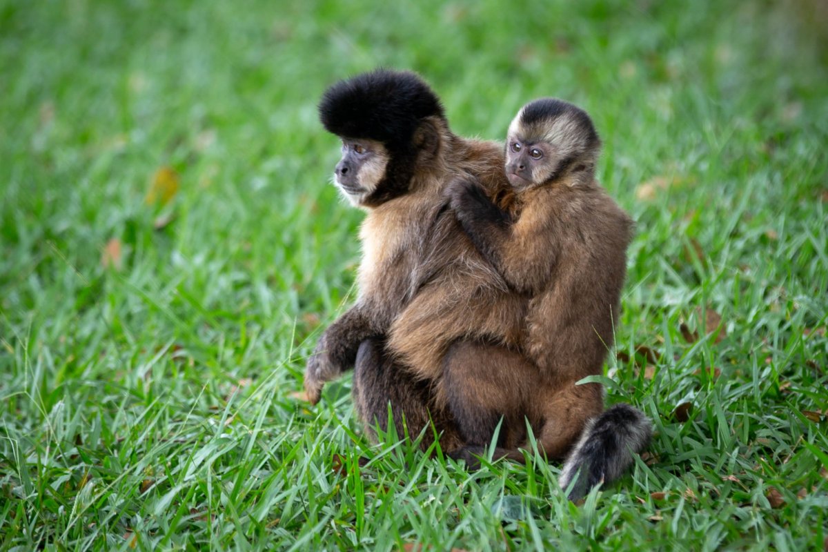 Обезьяна машет