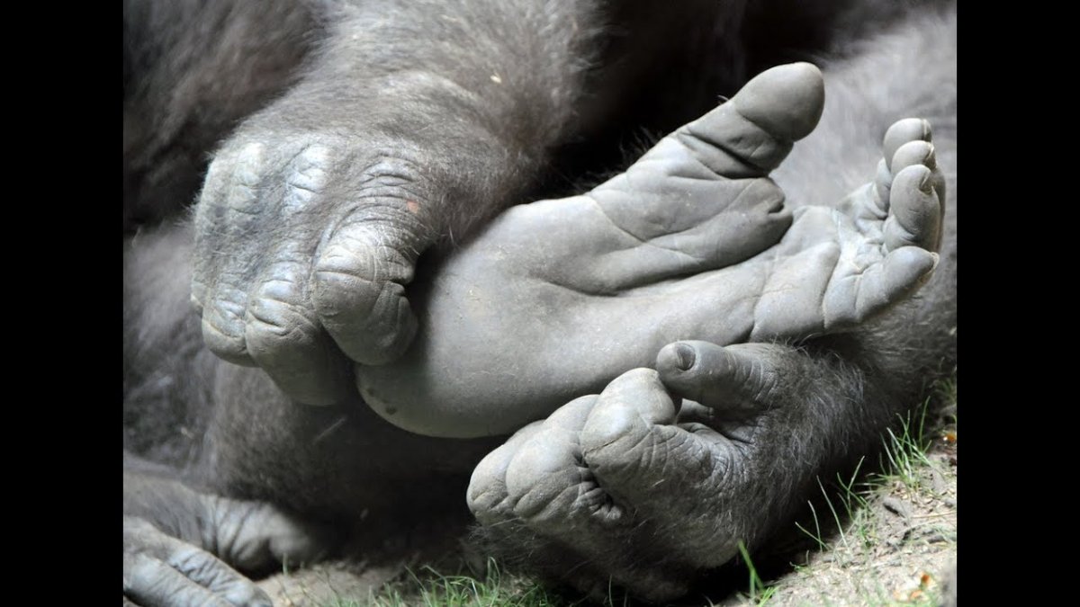 Рука обезьяны