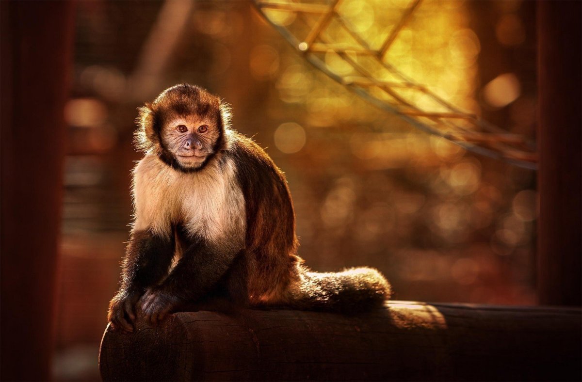 Лапа обезьяны