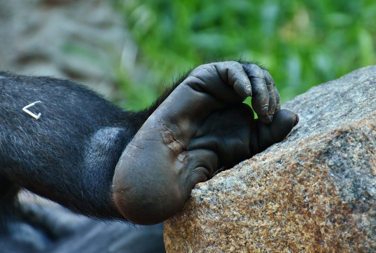 Лапы мартышки