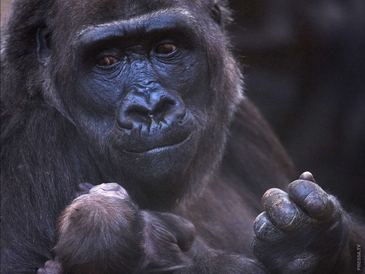 Ладонь обезьяны