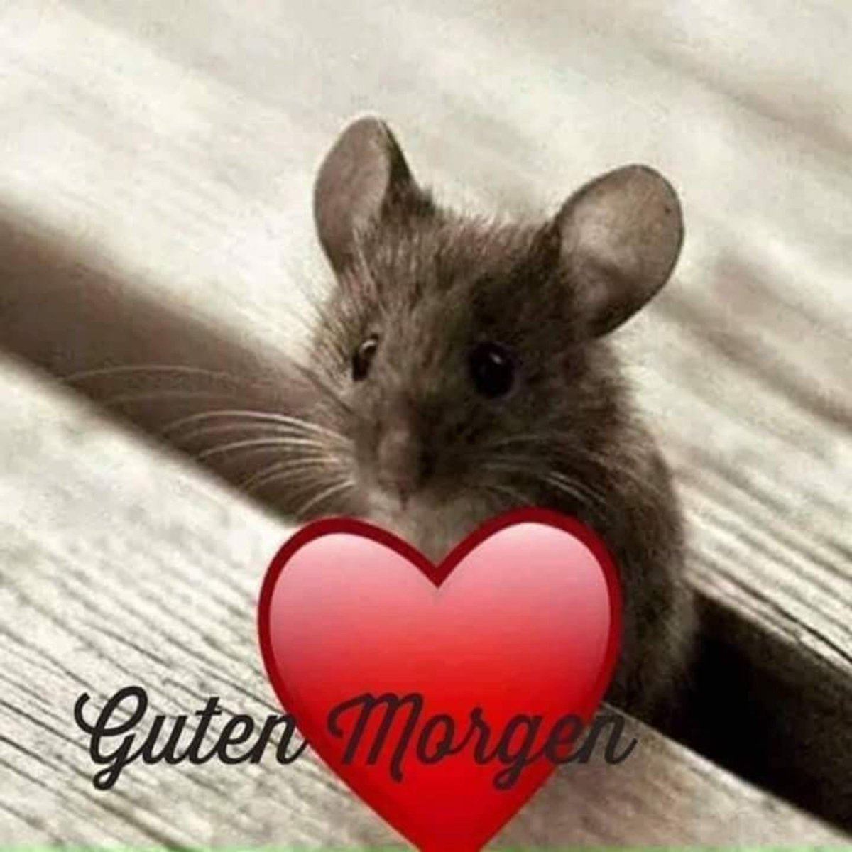 Забавные мышки