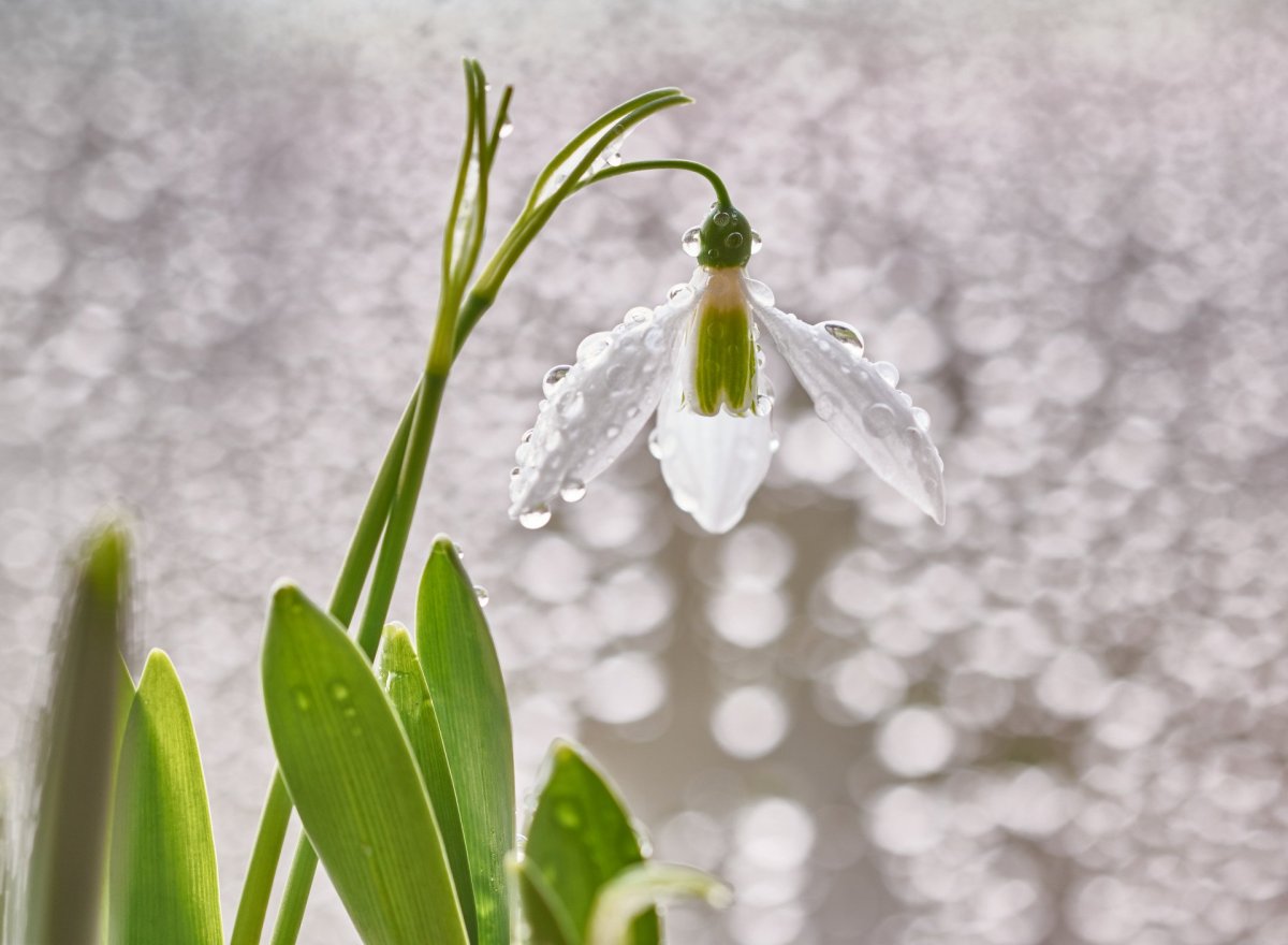 Весна подснежники