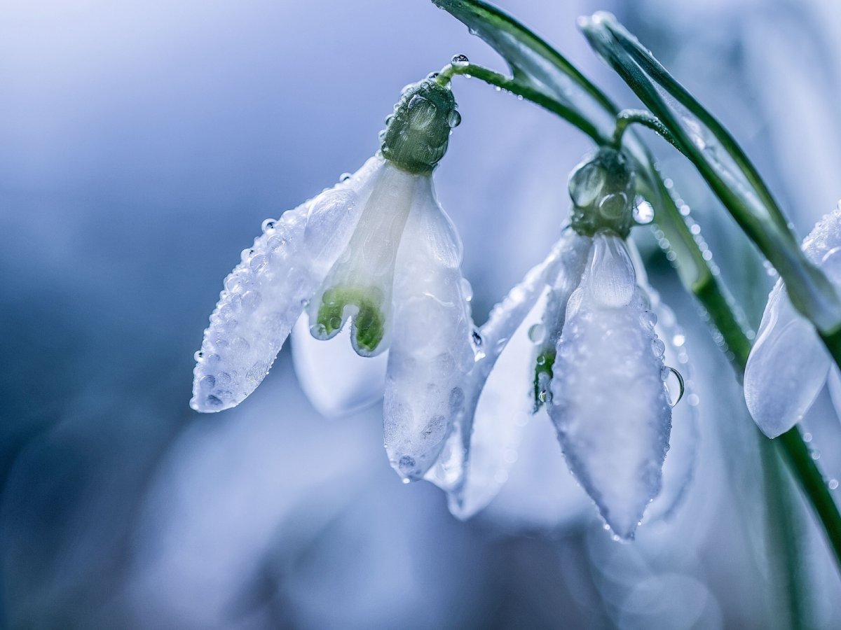 Март капель