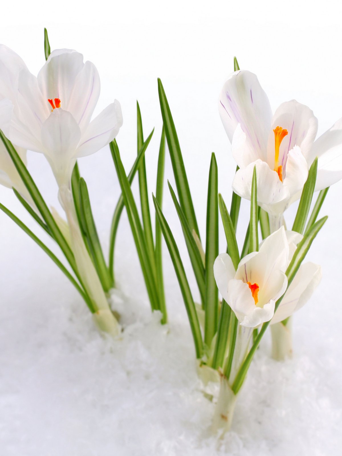 Подснежники эдельвейсы