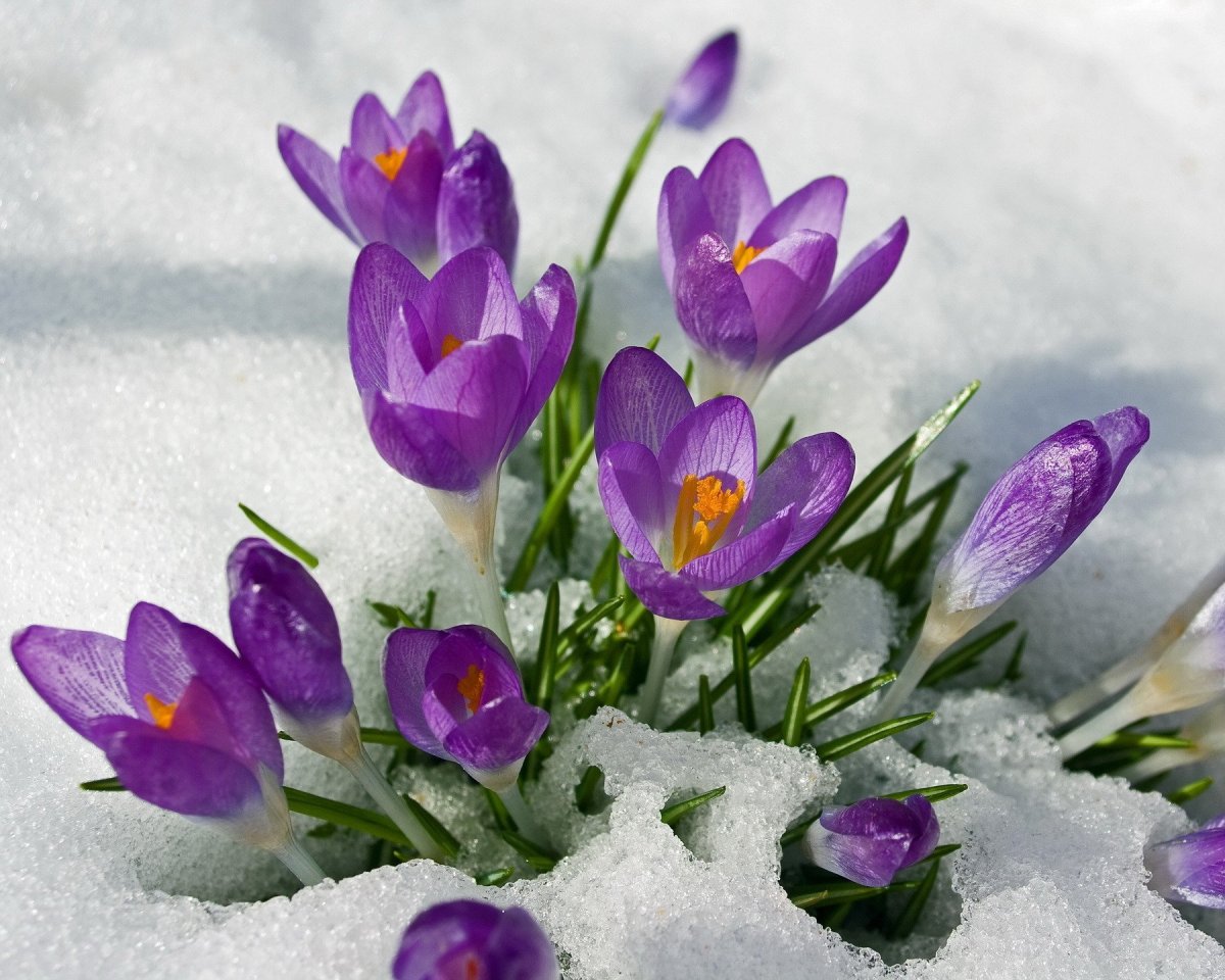 День прихода весны