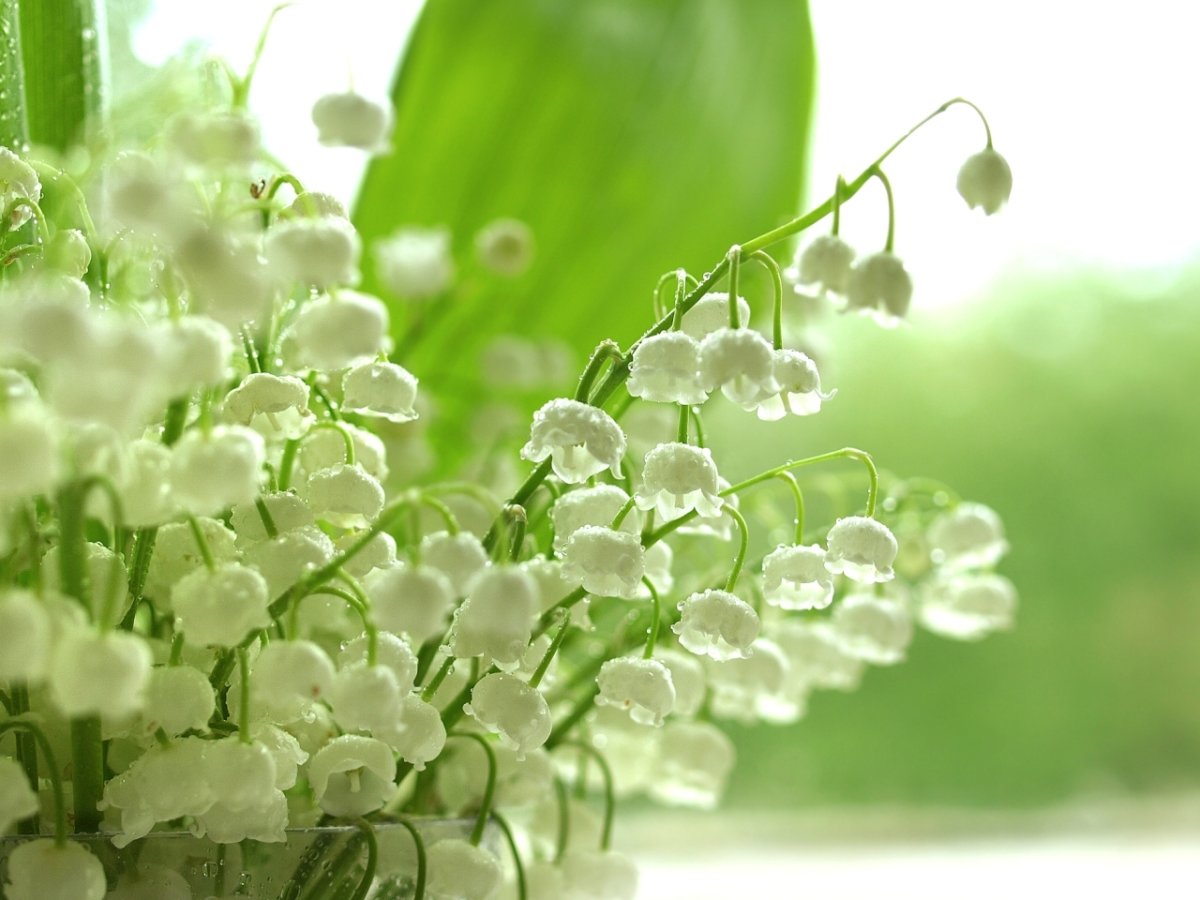 Поздравление с 1 мая