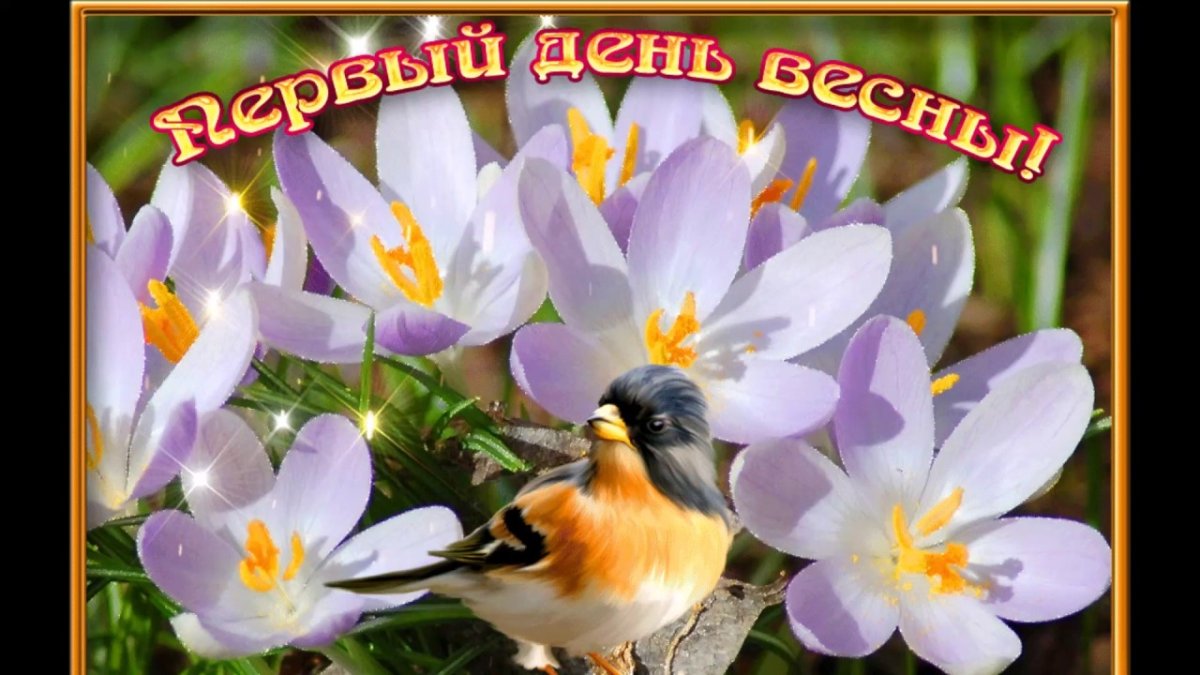 Крокусы из под снега