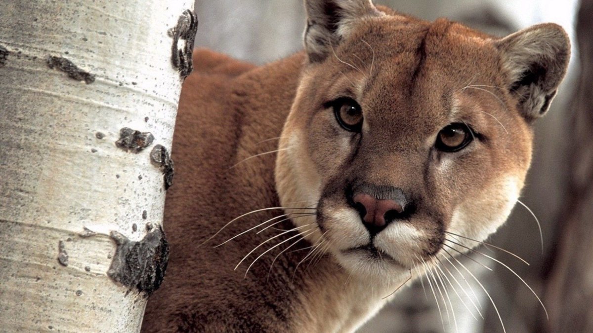 Пума испугана