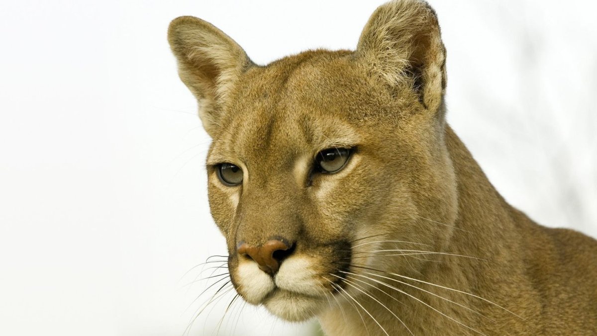 Мультяшные Пумы