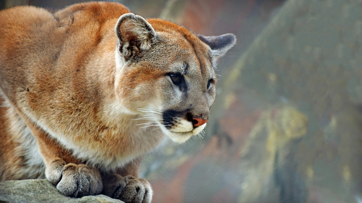 Портрет Пумы Матита